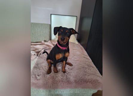 Zwergpinscher Welpen(Reinrassig) suchen ein liebevolles Zuhause