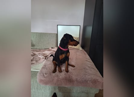 Zwergpinscher Welpen(Reinrassig) suchen ein liebevolles Zuhause