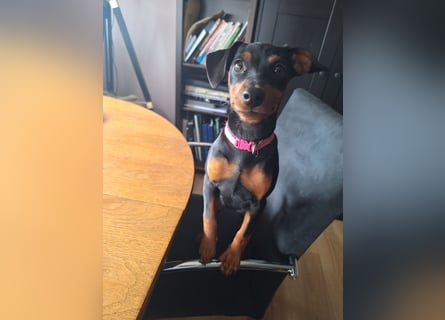 Zwergpinscher Welpen(Reinrassig) suchen ein liebevolles Zuhause
