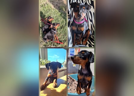 Zwergpinscher Welpen(Reinrassig) suchen ein liebevolles Zuhause