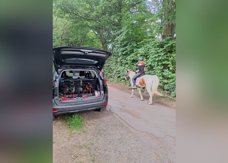 Zwergpinscher Welpen(Reinrassig) suchen ein liebevolles Zuhause
