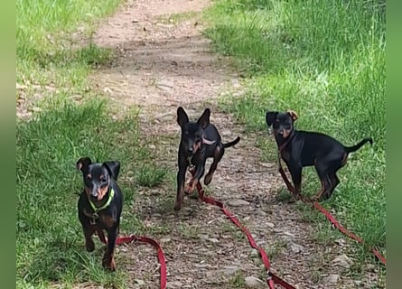 Zwergpinscher Welpen(Reinrassig) suchen ein liebevolles Zuhause