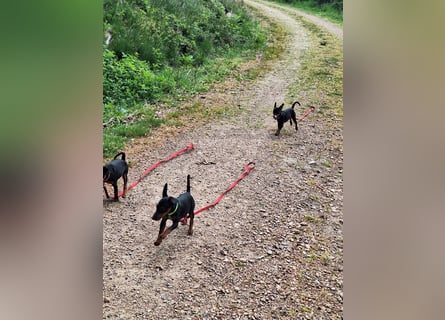 Zwergpinscher Welpen(Reinrassig) suchen ein liebevolles Zuhause
