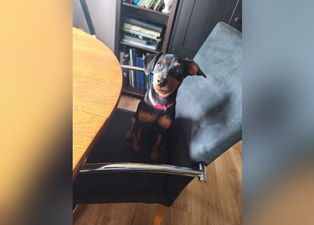 Zwergpinscher Welpen(Reinrassig) suchen ein liebevolles Zuhause