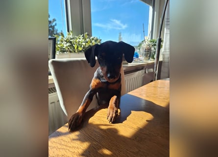 Zwergpinscher Welpen(Reinrassig) suchen ein liebevolles Zuhause