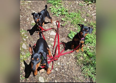 Zwergpinscher Welpen(Reinrassig) suchen ein liebevolles Zuhause