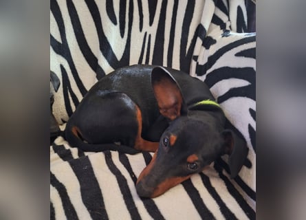 Zwergpinscher Welpen(Reinrassig) suchen ein liebevolles Zuhause