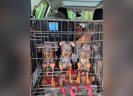 Zwergpinscher Welpen(Reinrassig) suchen ein liebevolles Zuhause