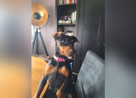 Zwergpinscher Welpen(Reinrassig) suchen ein liebevolles Zuhause