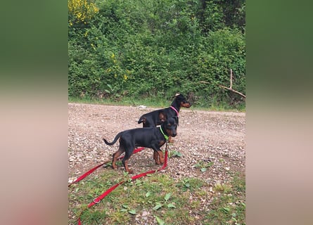 Zwergpinscher Welpen(Reinrassig) suchen ein liebevolles Zuhause