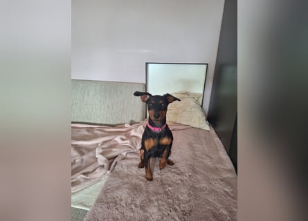 Zwergpinscher Welpen(Reinrassig) suchen ein liebevolles Zuhause