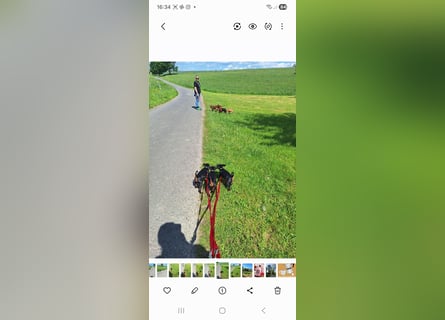 Reinrassige Zwergpinscherwelpen suchen Zuhause