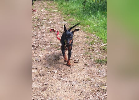 Zwergpinscher Welpen(Reinrassig) suchen ein liebevolles Zuhause