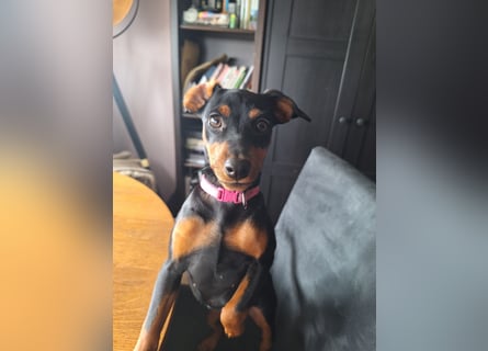 Zwergpinscher Welpen(Reinrassig) suchen ein liebevolles Zuhause