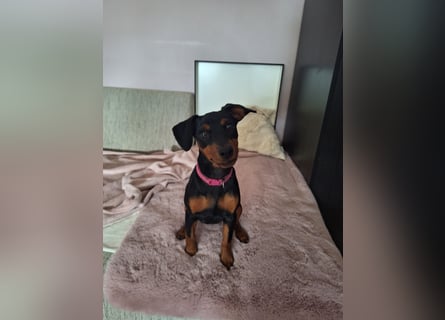 Zwergpinscher Welpen(Reinrassig) suchen ein liebevolles Zuhause