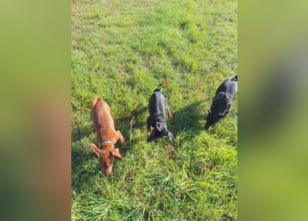 Zwergpinscher Welpen (Reinrassig) suchen ein liebevolles Zuhause
