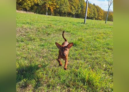 Zwergpinscher Welpen (Reinrassig) suchen ein liebevolles Zuhause
