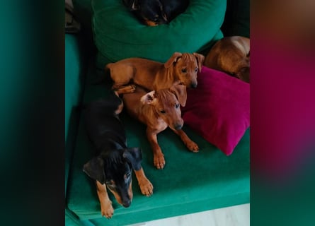 Zwergpinscher Welpen (Reinrassig) suchen ein liebevolles Zuhause