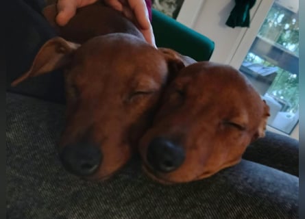 Zwergpinscher Welpen (Reinrassig) suchen ein liebevolles Zuhause