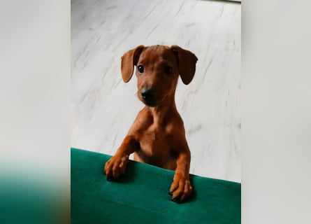 Zwergpinscher Welpen (Reinrassig) suchen ein liebevolles Zuhause
