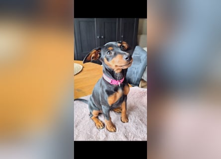 Zwergpinscher Welpen (Reinrassig) suchen ein liebevolles Zuhause