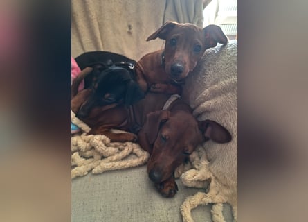Zwergpinscher Welpen (Reinrassig) suchen ein liebevolles Zuhause