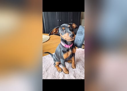 Zwergpinscher Welpen (Reinrassig) suchen ein liebevolles Zuhause