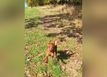 Zwergpinscher Welpen (Reinrassig) suchen ein liebevolles Zuhause