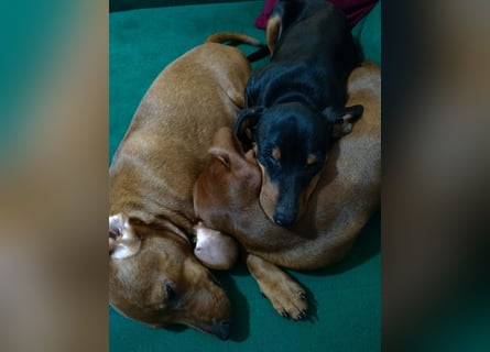 Zwergpinscher Welpen (Reinrassig) suchen ein liebevolles Zuhause