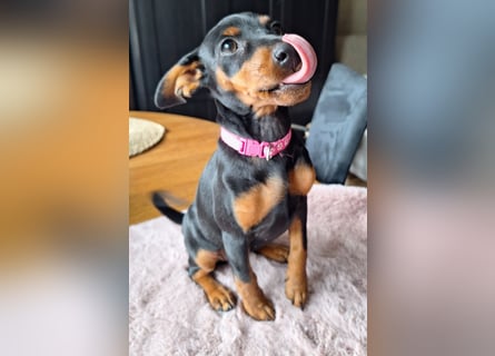 Zwergpinscher Welpen (Reinrassig) suchen ein liebevolles Zuhause
