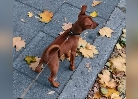 Zwergpinscher Welpen (Reinrassig) suchen ein liebevolles Zuhause
