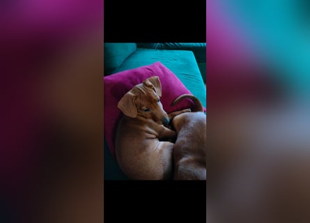 Zwergpinscher Welpen (Reinrassig) suchen ein liebevolles Zuhause