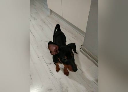Zwergpinscher Welpen (Reinrassig) suchen ein liebevolles Zuhause