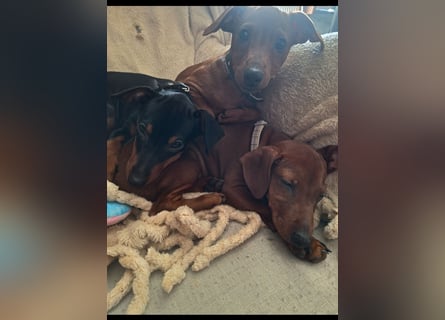 Zwergpinscher Welpen (Reinrassig) suchen ein liebevolles Zuhause