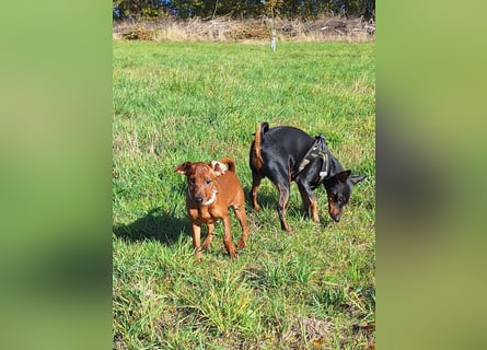 Zwergpinscher Welpen (Reinrassig) suchen ein liebevolles Zuhause
