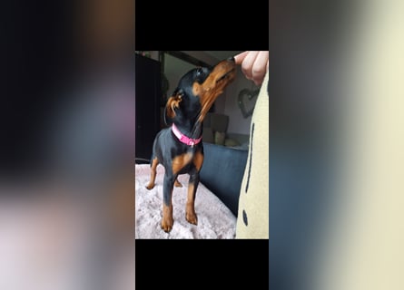 Zwergpinscher Welpen (Reinrassig) suchen ein liebevolles Zuhause
