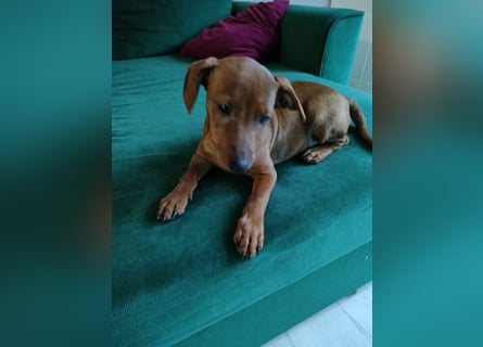 Zwergpinscher Welpen (Reinrassig) suchen ein liebevolles Zuhause