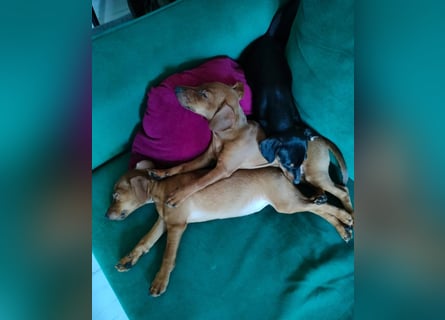 Zwergpinscher Welpen (Reinrassig) suchen ein liebevolles Zuhause