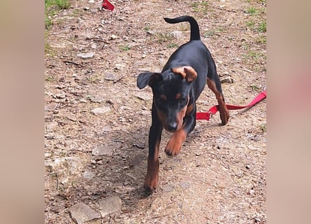 Zwergpinscher Welpen (Reinrassig) suchen ein liebevolles Zuhause