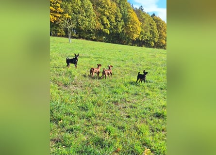 Zwergpinscher Welpen (Reinrassig) suchen ein liebevolles Zuhause