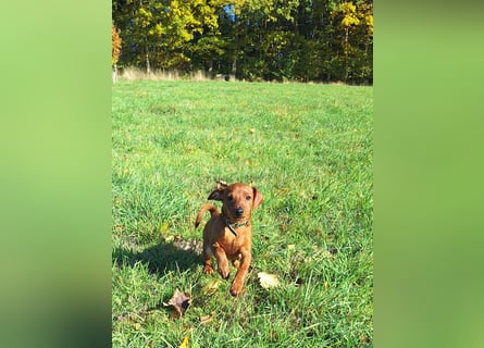 Zwergpinscher Welpen (Reinrassig) suchen ein liebevolles Zuhause