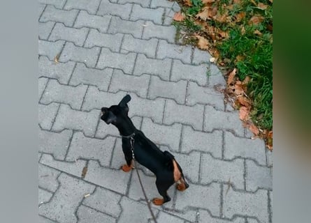 Zwergpinscher Welpen (Reinrassig) suchen ein liebevolles Zuhause
