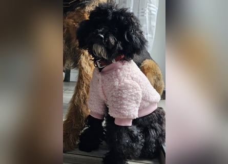 Traum in Schwarz. Junge Zwergpudelhündin.