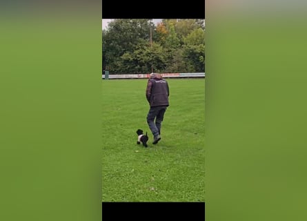 Traum in Schwarz. Junge Zwergpudelhündin.