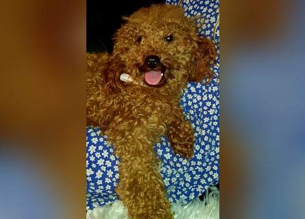 Zwergpudel Toypudel Deckrüde vererbt dunkelrot mit Papieren