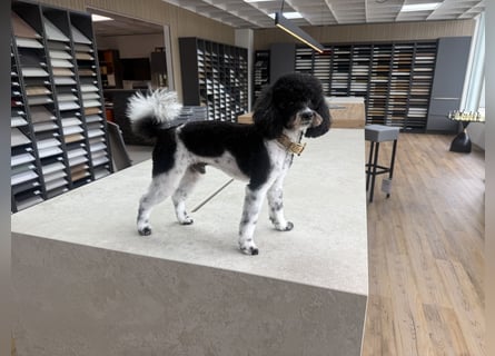 Zwergpudel Bruno