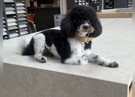 Zwergpudel Bruno