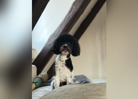 Zwergpudel Bruno