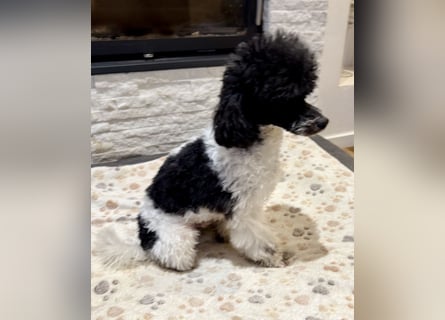 Harlekin Zwergpudel Deckrüde (kein Verkauf)