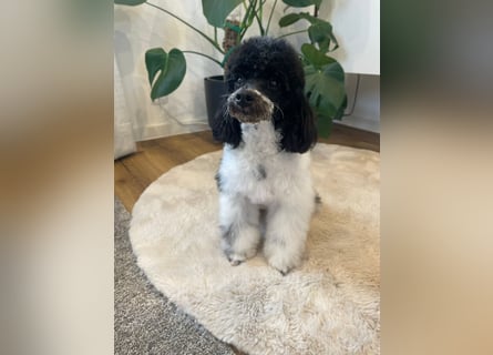 Harlekin Zwergpudel Deckrüde (kein Verkauf)